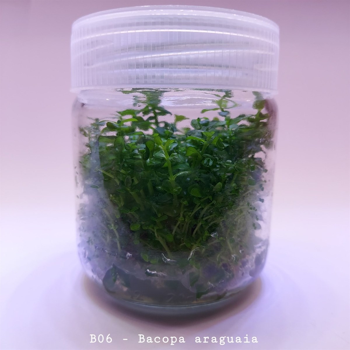 Bacopa araguaia IN VITRO 200CC DEV KAVANOZB06