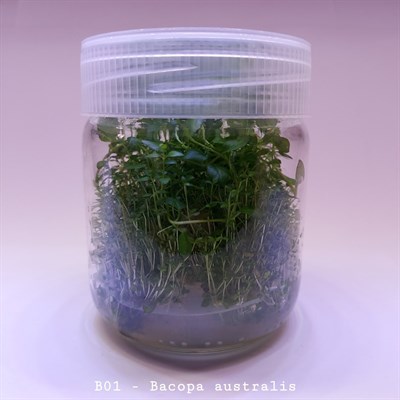 BACOPA AUSTRALİS IN VITRO 200 CC DEV KAVANOZ