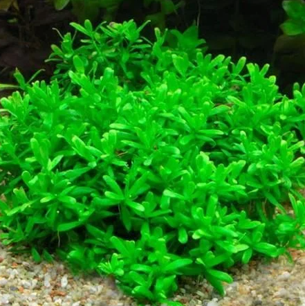 Bacopa caroliniana (amplexicaulis) In Vıtro 200 CC KapB11