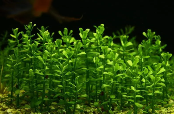 Bacopa caroliniana (amplexicaulis) In Vıtro 200 CC KapB11