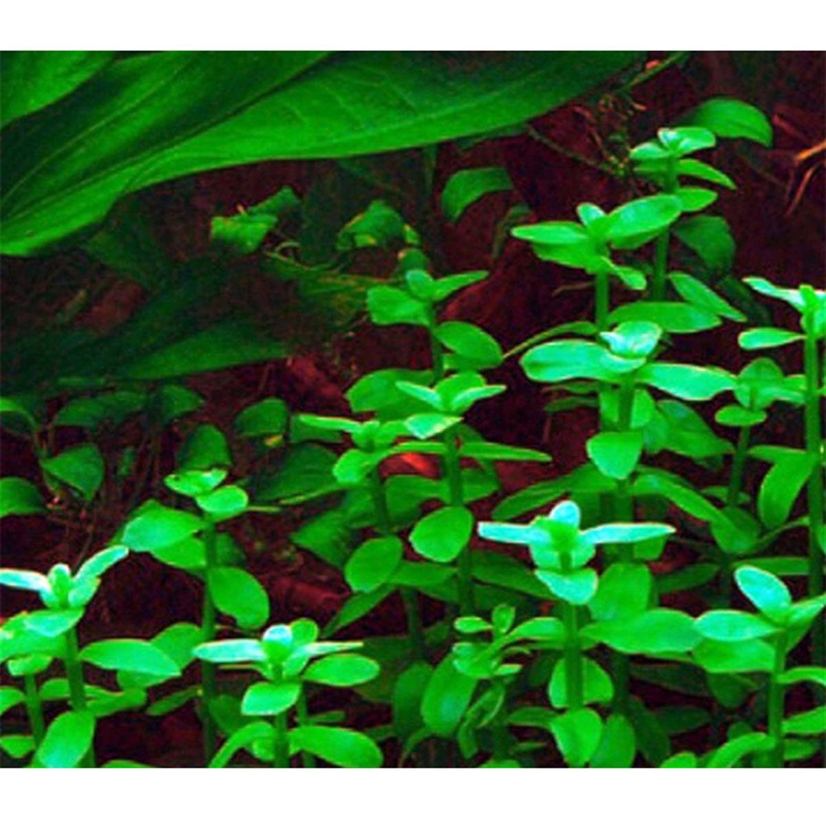 Bacopa Madagascariensis IN VITRO 200 CC Dev KavanozB07