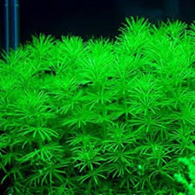 Bacopa Myriophylloides