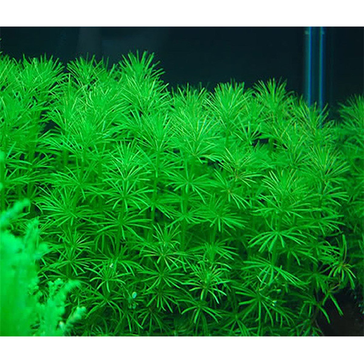 Bacopa Myriophylloides3030