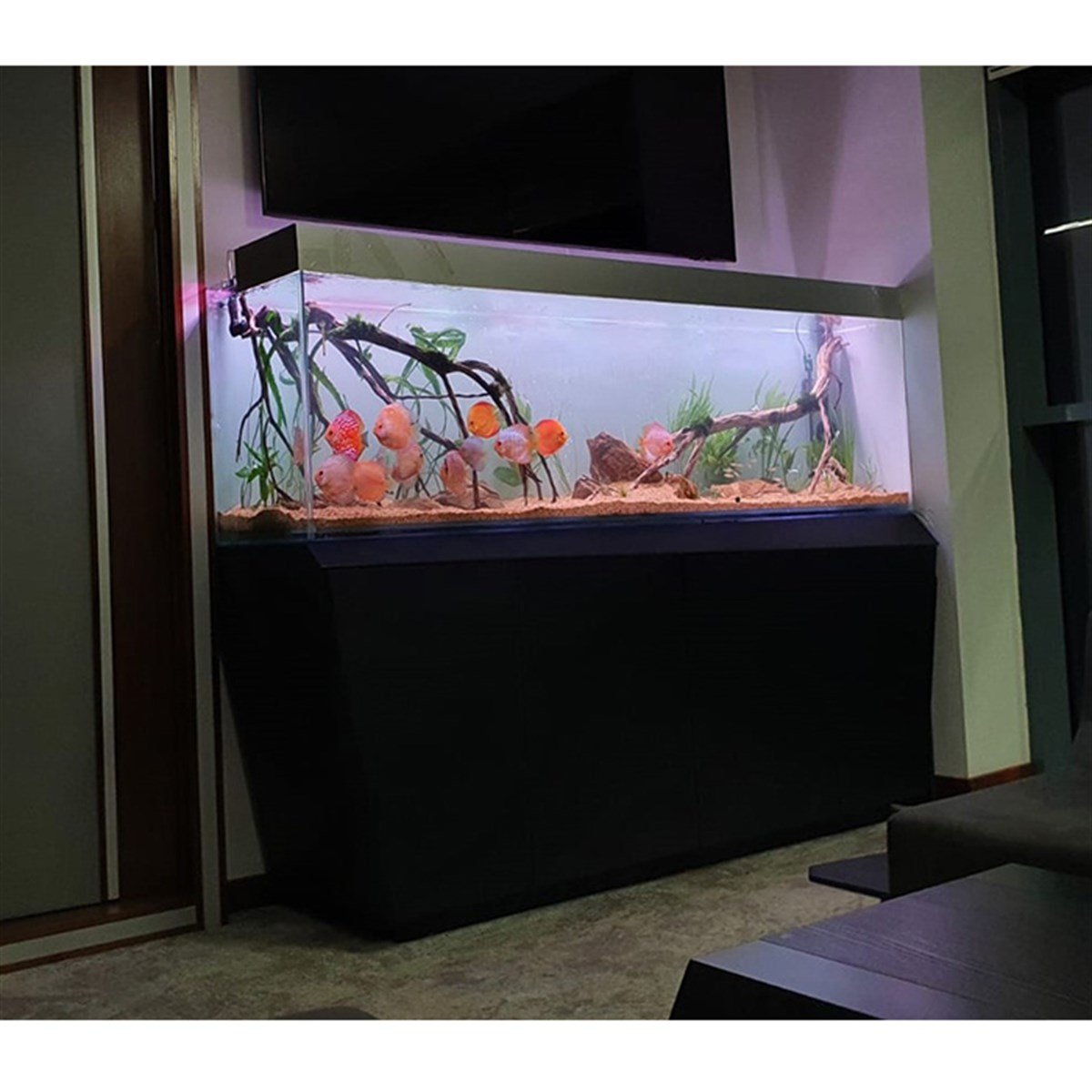 Batışehir Bitkili Discus Akvaryumu Tasarım9