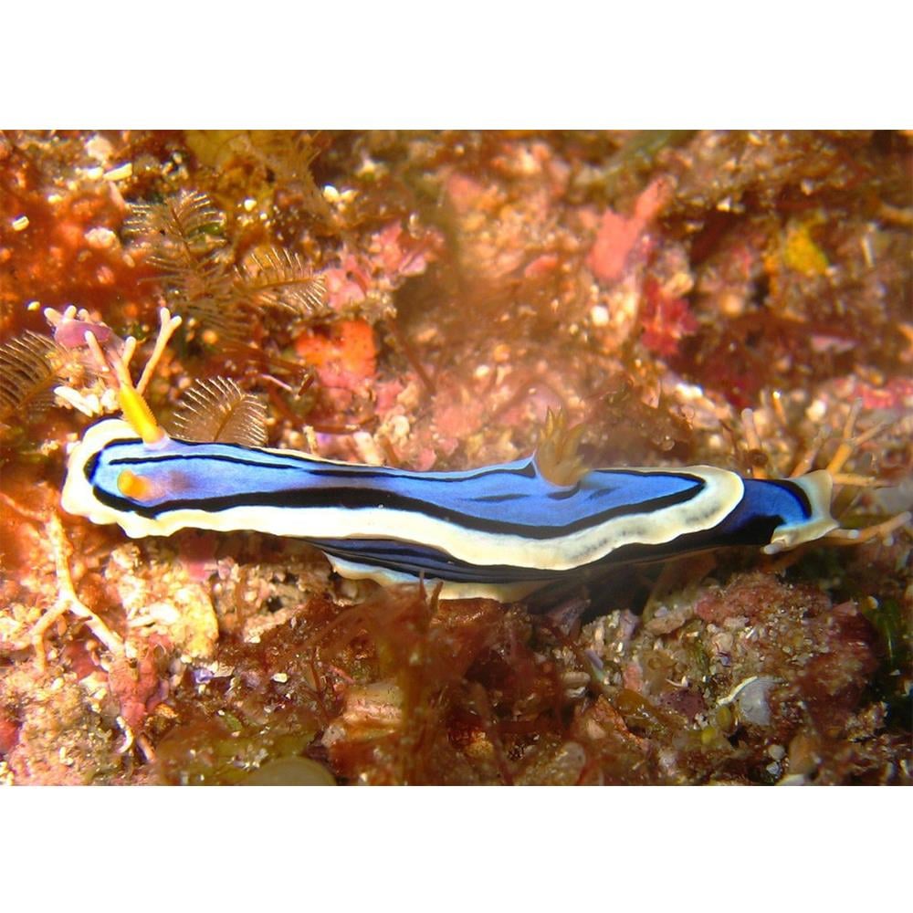 Blue Stripe Nudibranchcanlı-433