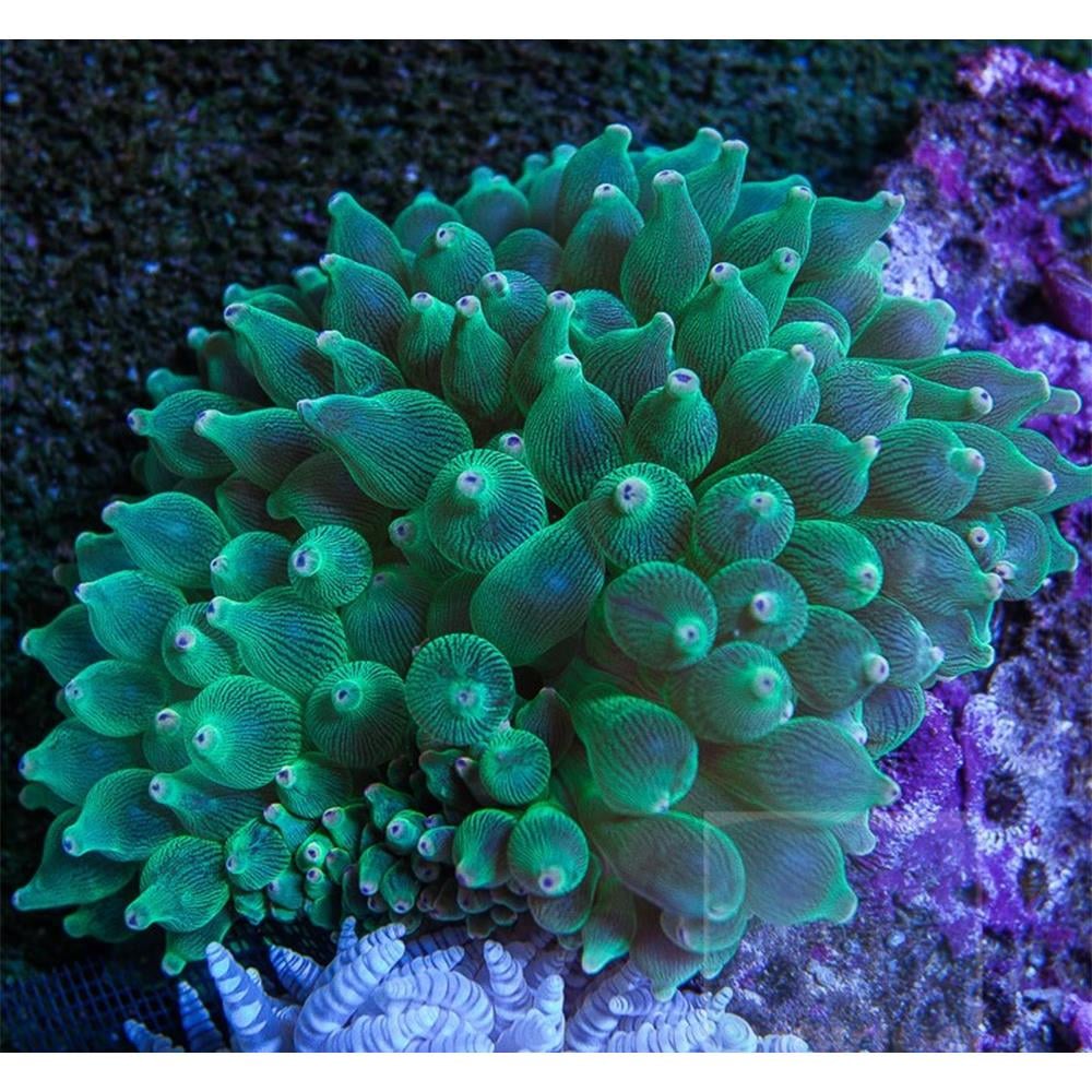 Bubble Green Anemonecanlı-430