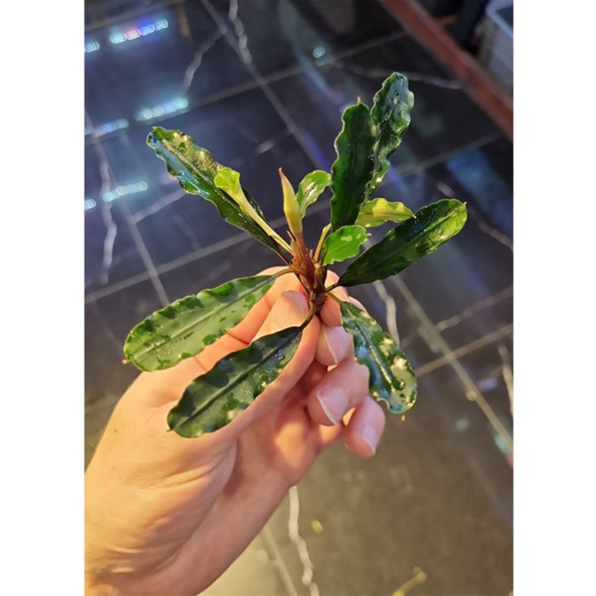 Bucephalandra antyovaniSBL004