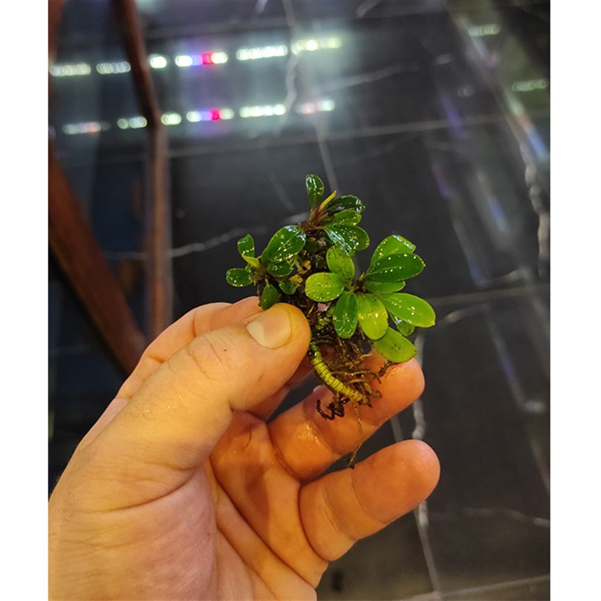 Bucephalandra Apple LeafSBC002