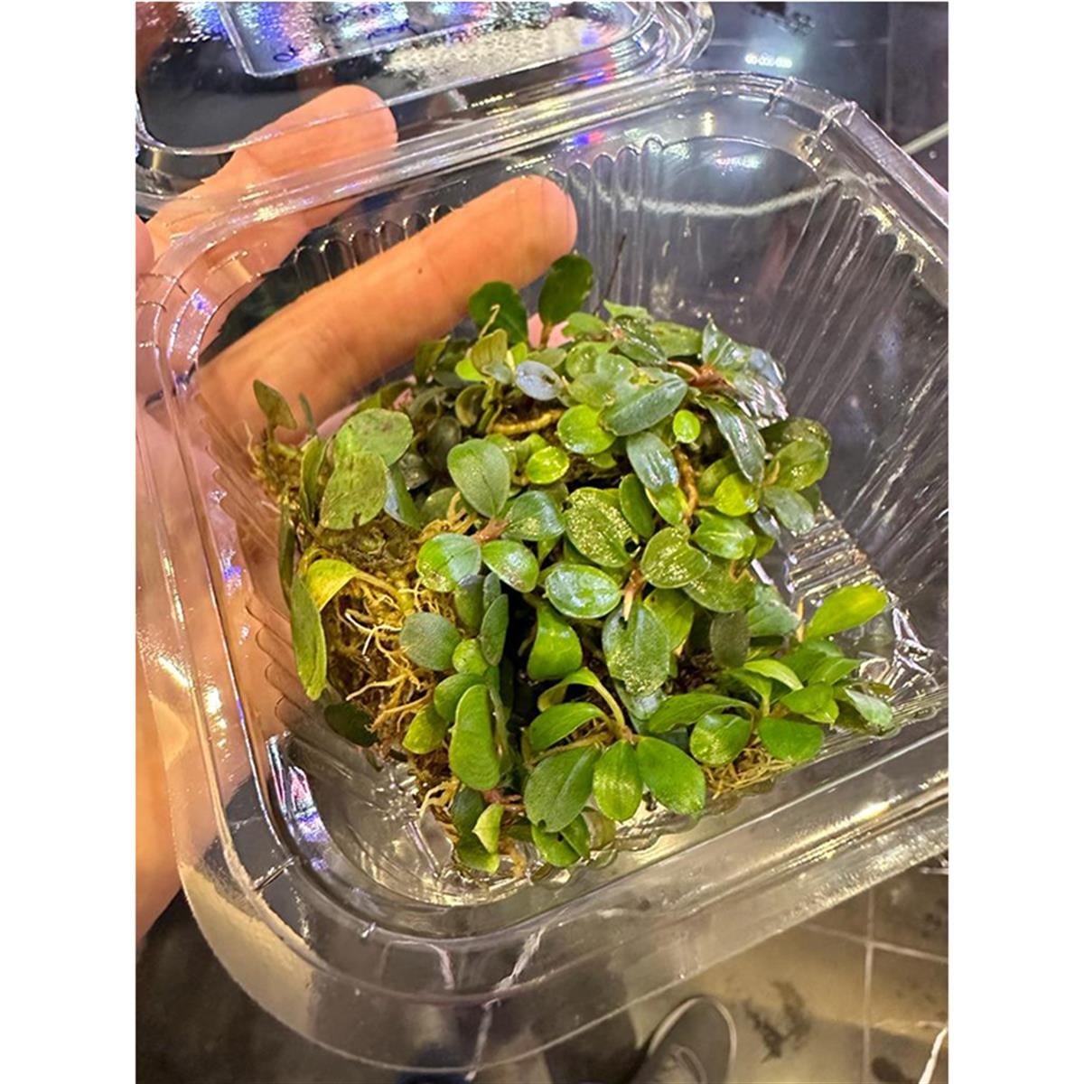 Bucephalandra Apple LeafSBL501