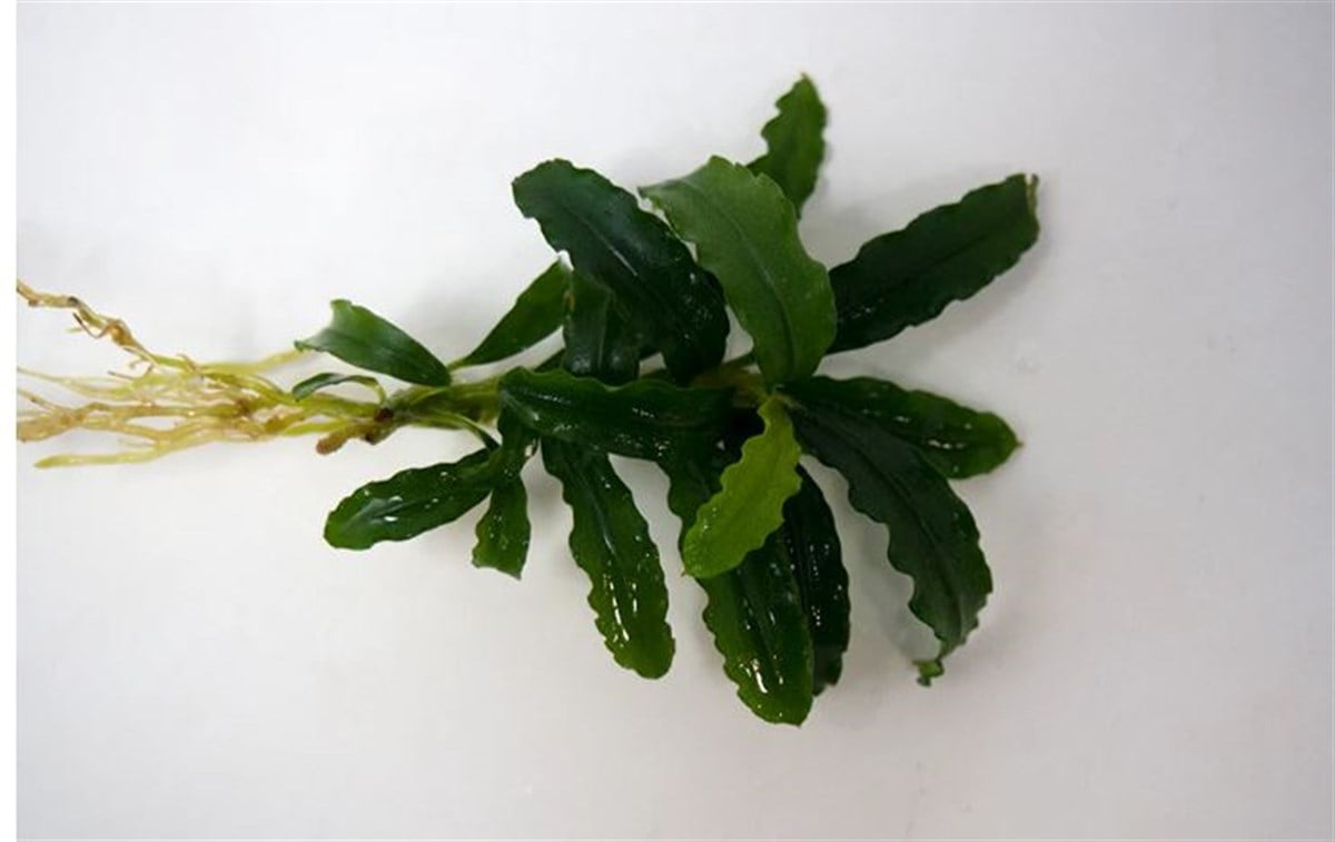 Bucephalandra Biblis Sky Blue Canlı Bitki
