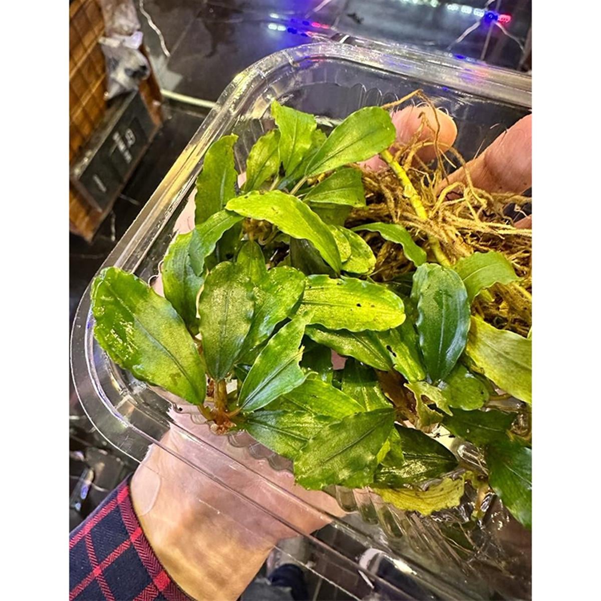 Bucephalandra BiblisB21PIT