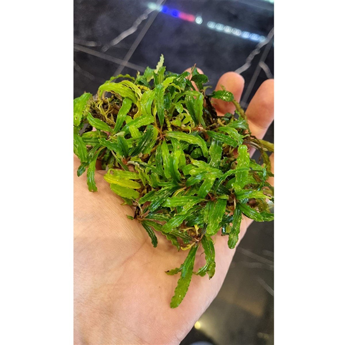 Bucephalandra BiblisBiblis
