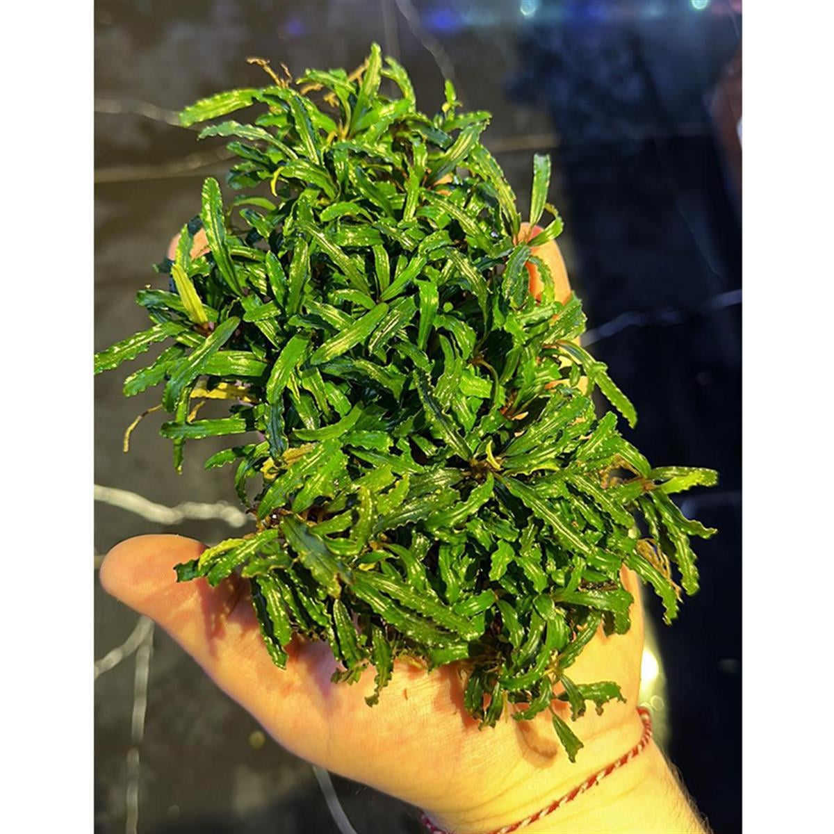 Bucephalandra BiblisBiblis