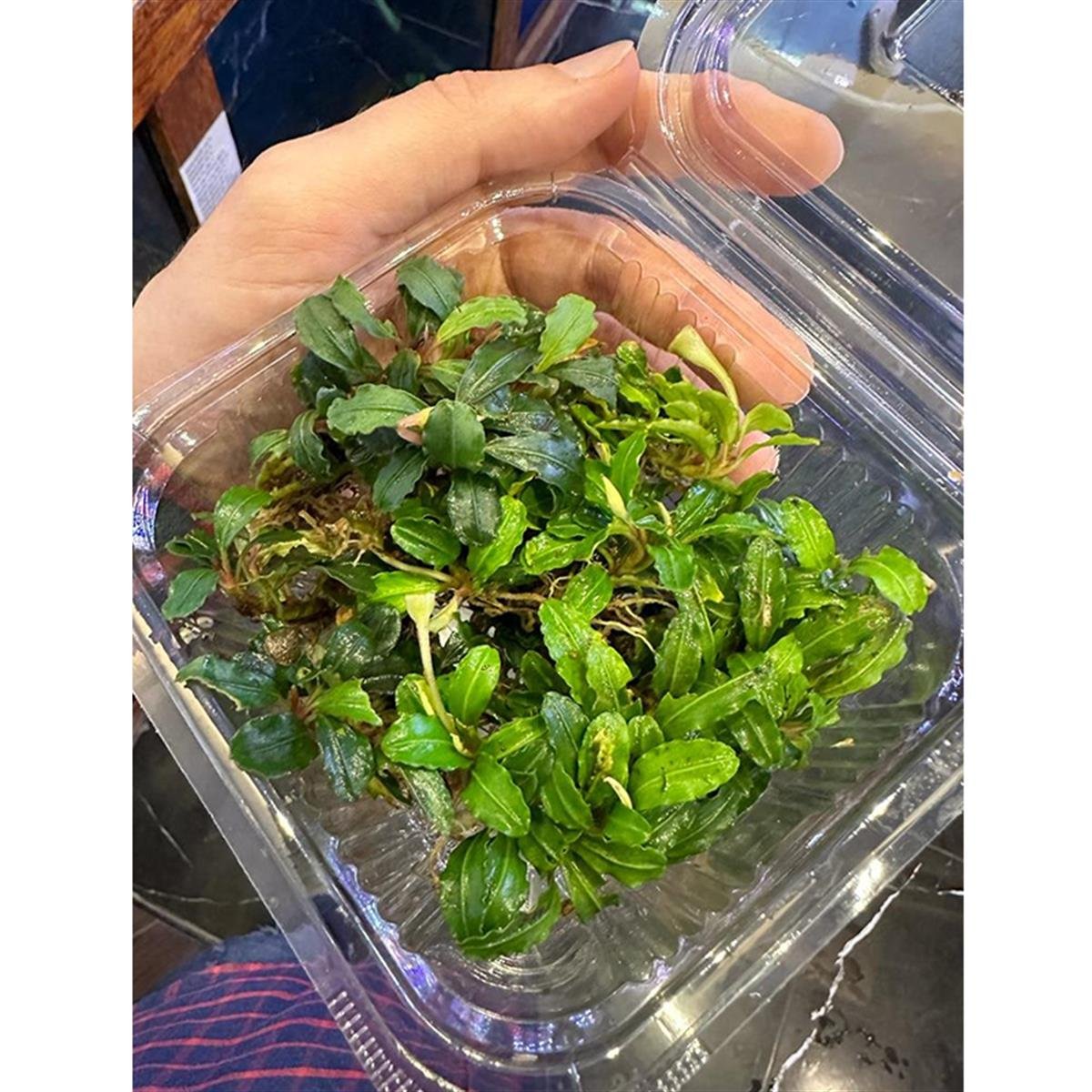 Bucephalandra Brownie AdindaBrownie-Adinda