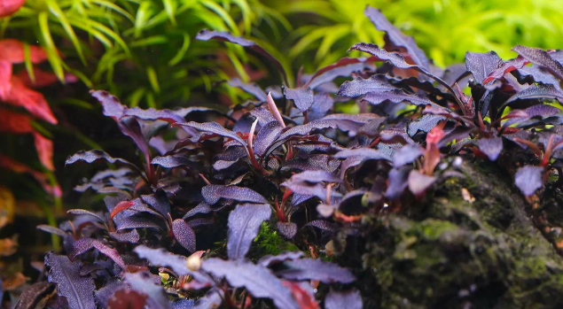 Bucephalandra Brownie AmandaBrownie-Amanda