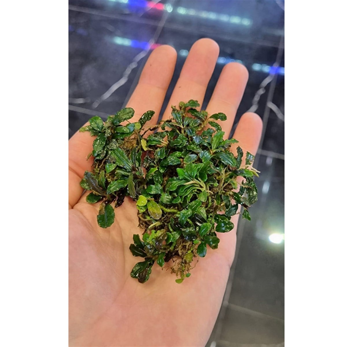 Bucephalandra Brownie BlueBrownie-Blue