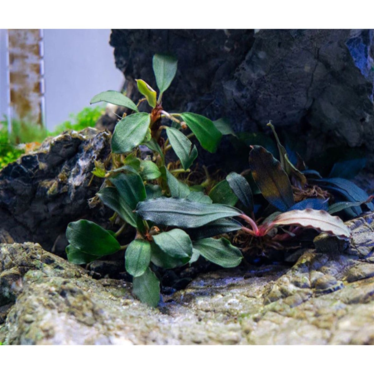 Bucephalandra Brownie BlueBrownie-Blue