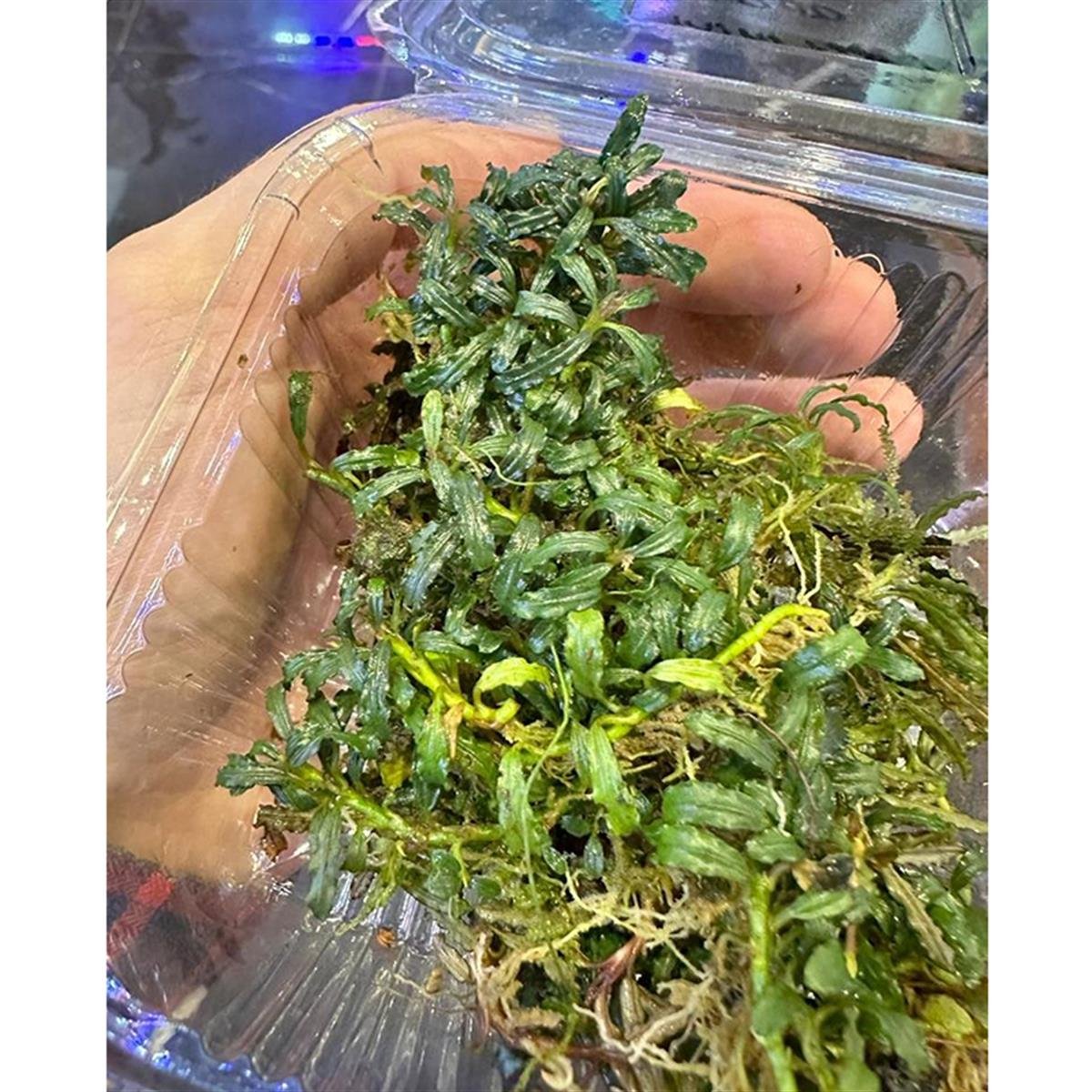 Bucephalandra CatherineCatherine