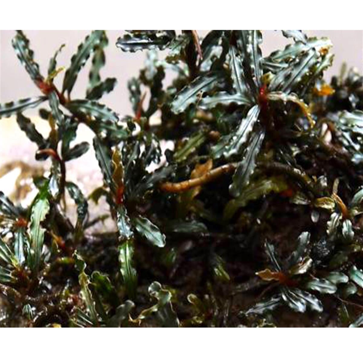 Bucephalandra CatherineCatherine