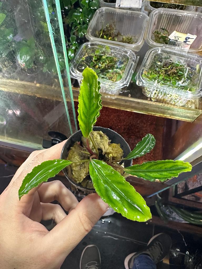 Bucephalandra Claud EmeraldSBL3042A