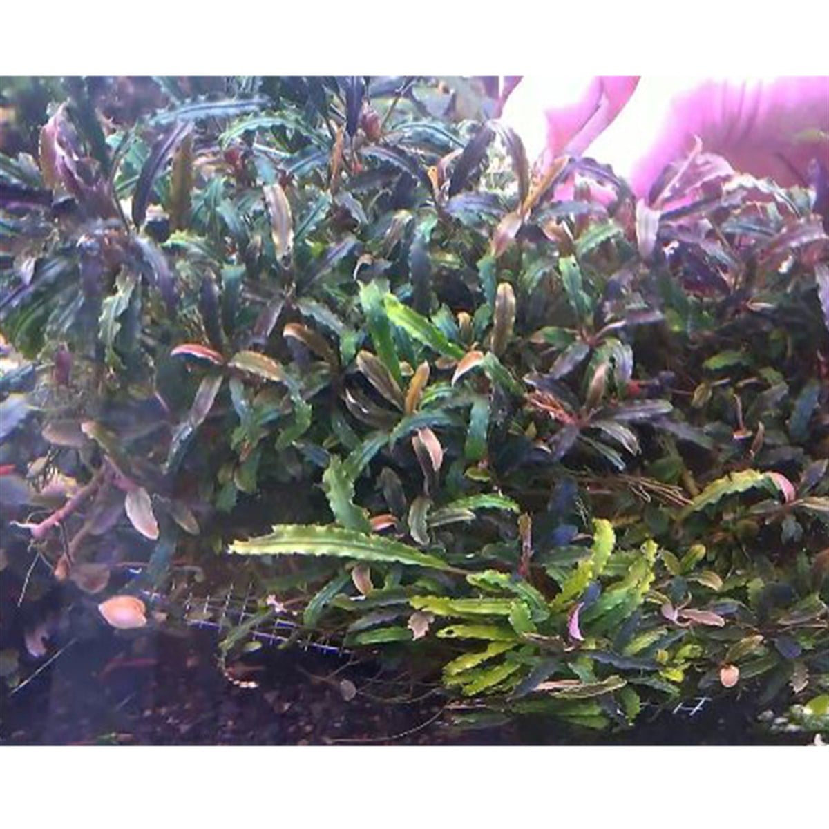 Bucephalandra CrocodilelandCrocodileland