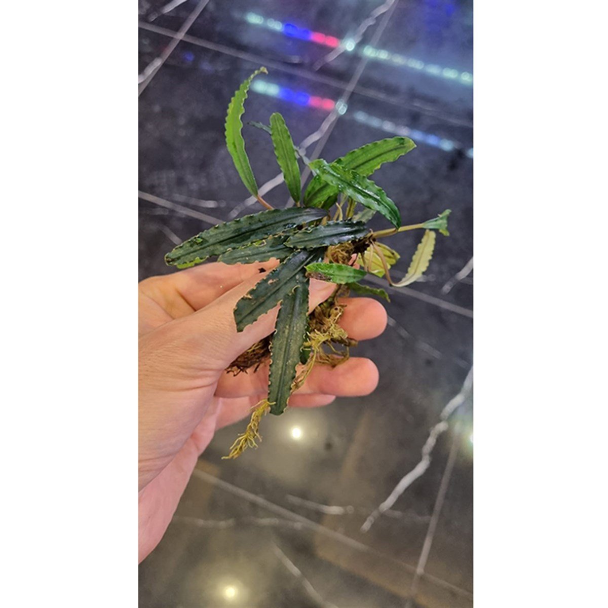 Bucephalandra CrocodilelandCrocodileland