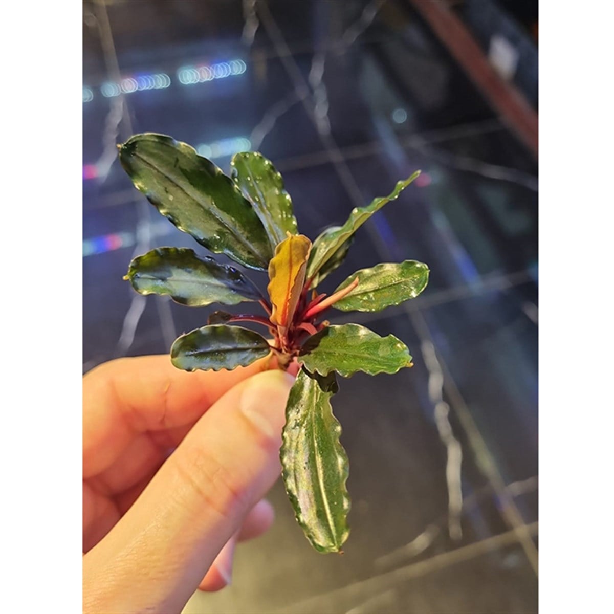 Bucephalandra dark blueSBL014