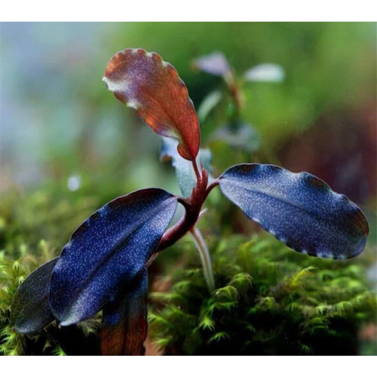 Bucephalandra Deep BlueSBL015