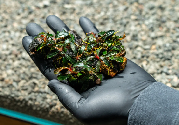 BUCEPHALANDRA GODZİLLA ON LAVA STONEL425