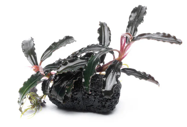 BUCEPHALANDRA GODZİLLA ON LAVA STONEL425