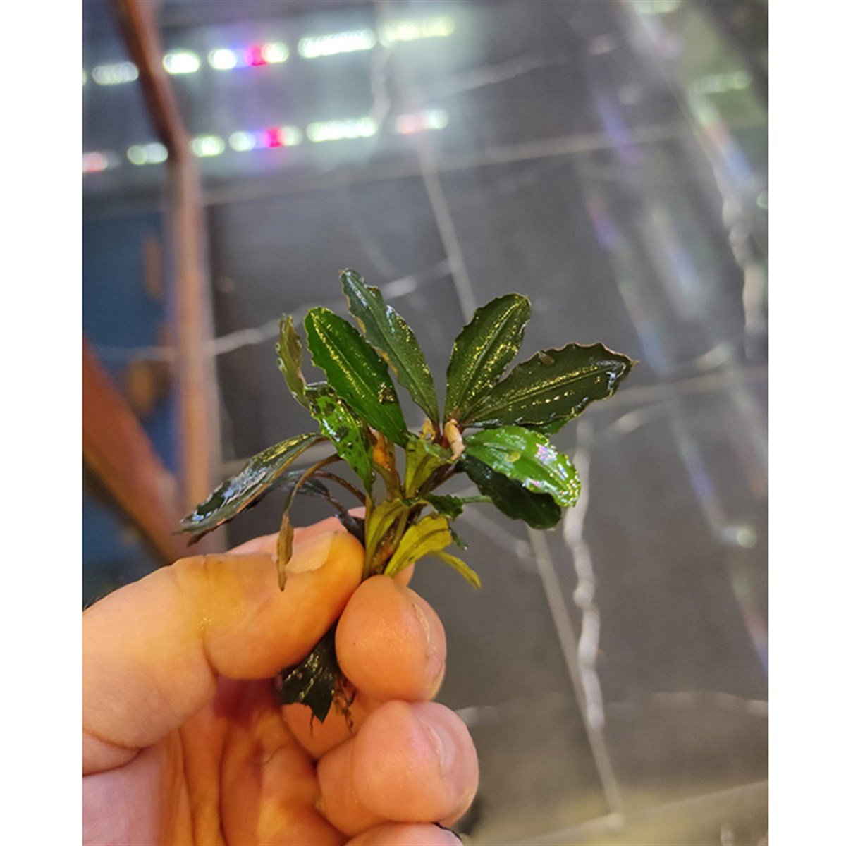 Bucephalandra HadesSBC009