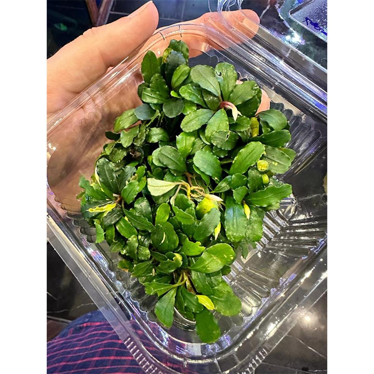 Bucephalandra Kapuas HuluSBL1010