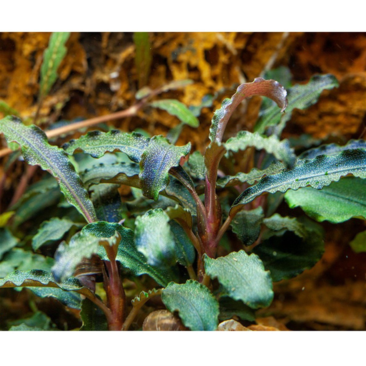 Bucephalandra 'Kedagang' (In Vitro)139BTC
