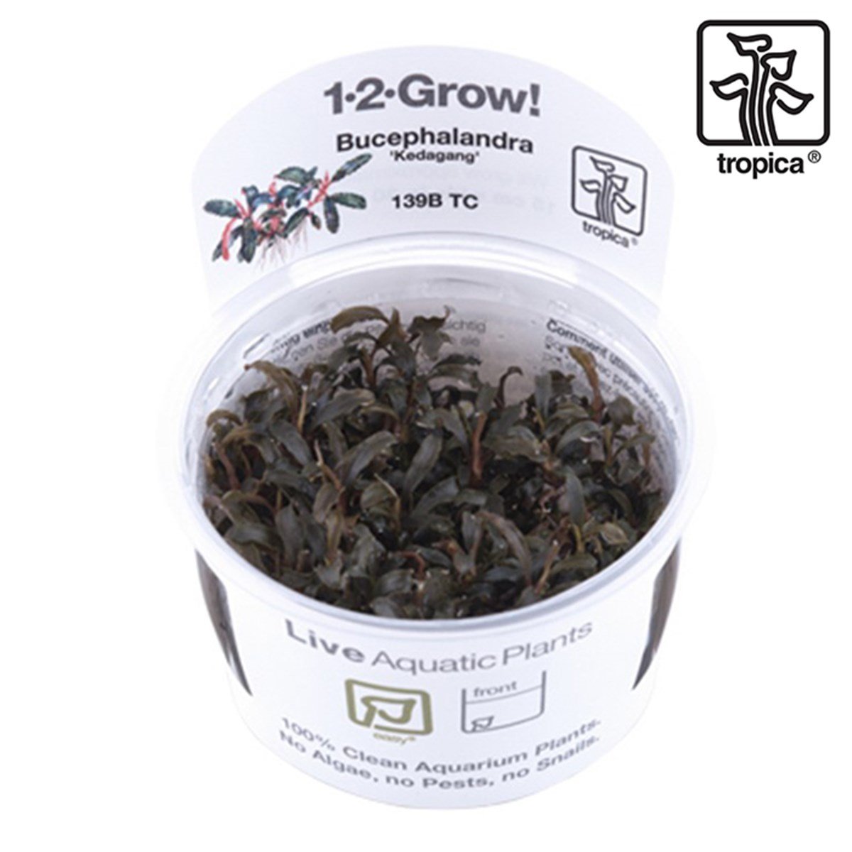 Bucephalandra 'Kedagang' (In Vitro)139BTC