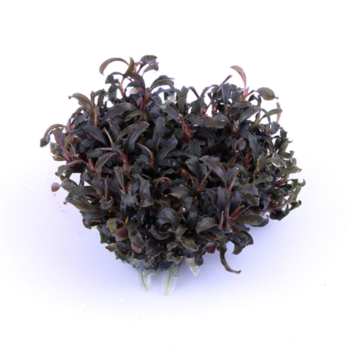 Bucephalandra 'Kedagang' (In Vitro)139BTC