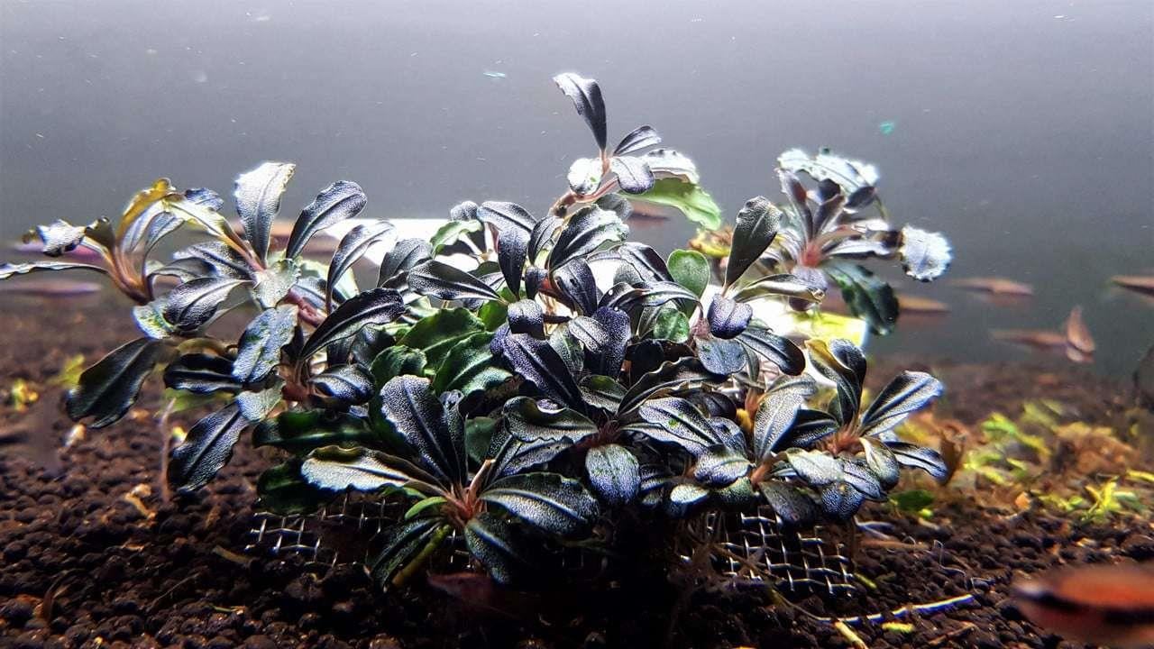 Bucephalandra 'Kedagang' Mini Round(In Vitro)LS422