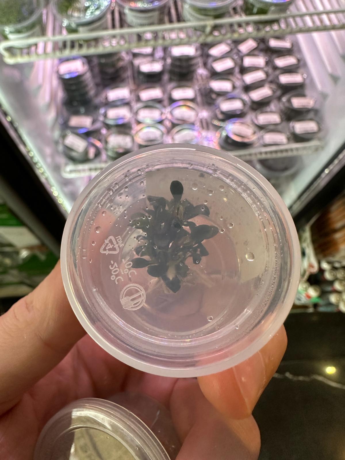 Bucephalandra 'Kedagang' Mini Round(In Vitro)LS422