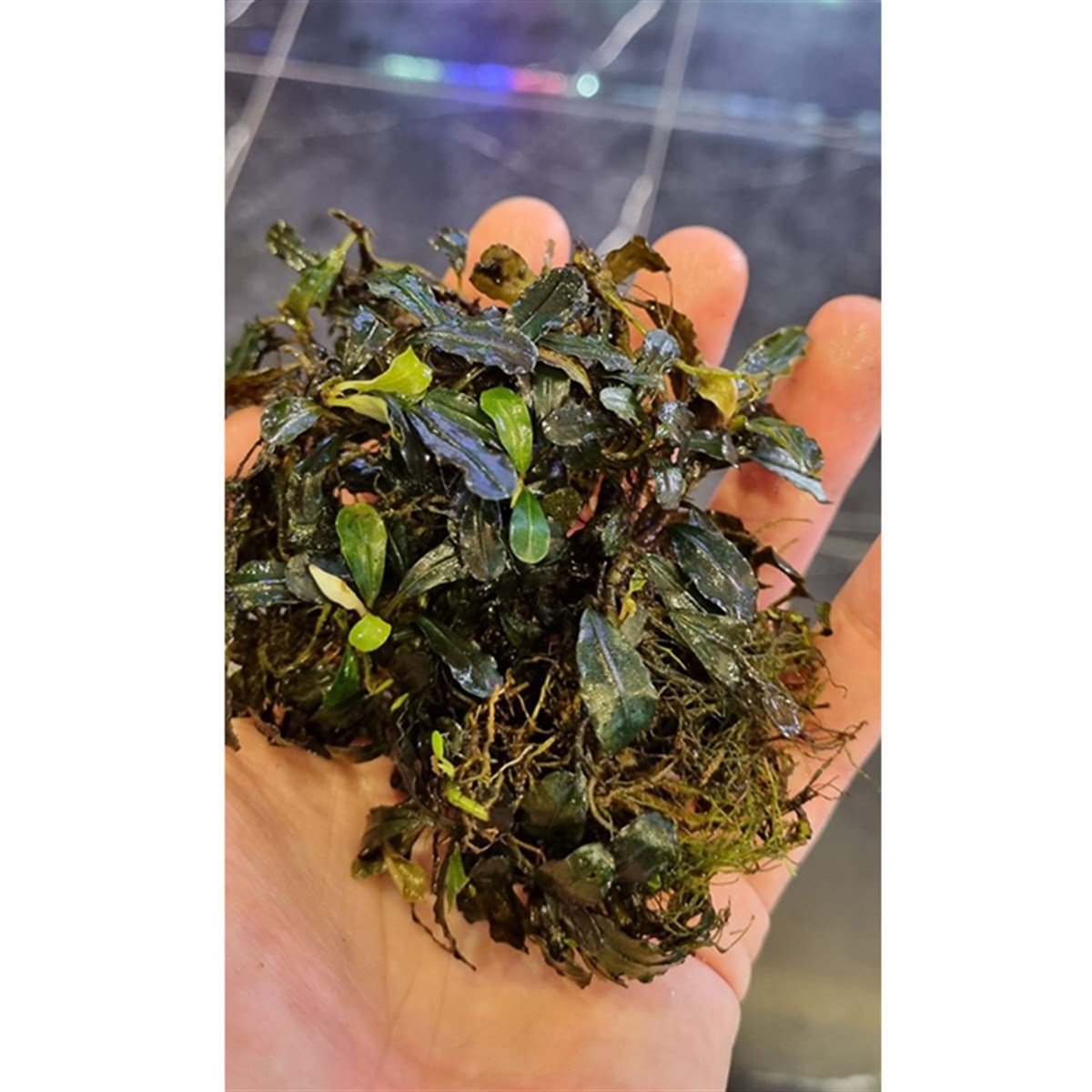 Bucephalandra KedagangKedagang