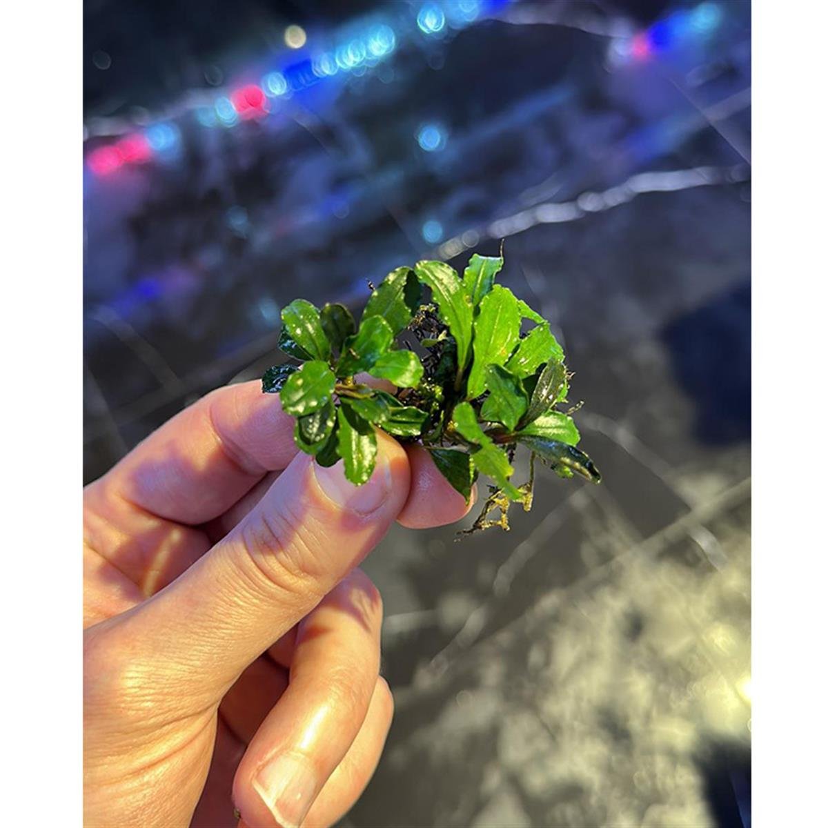 Bucephalandra Lamandau MiniLamandau-Mini