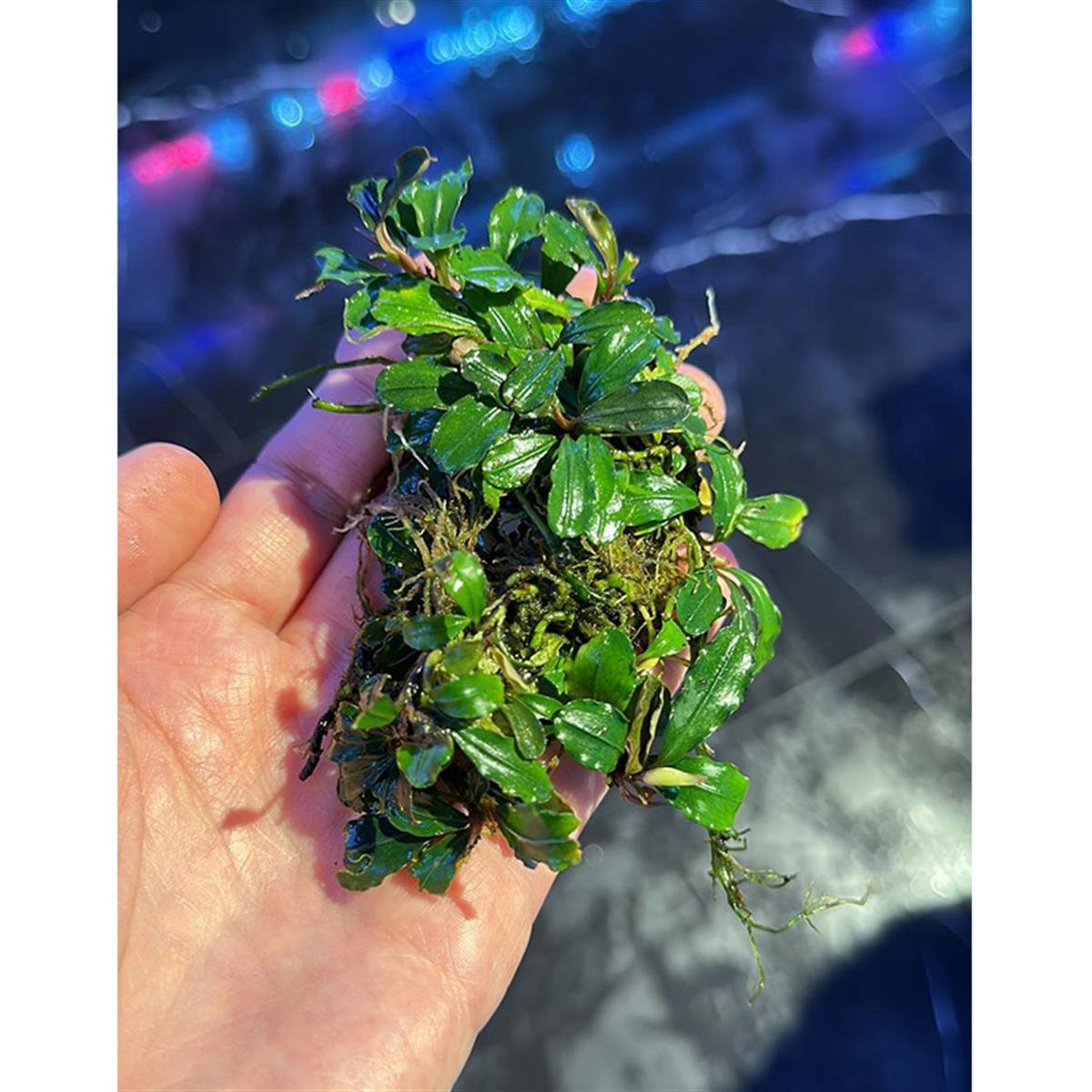 Bucephalandra Lamandau MiniLamandau-Mini