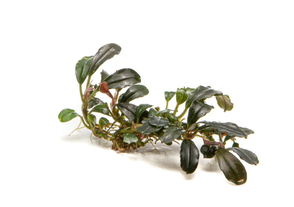 BUCEPHALANDRA  MİNİ COİN PORSİYONBCMC