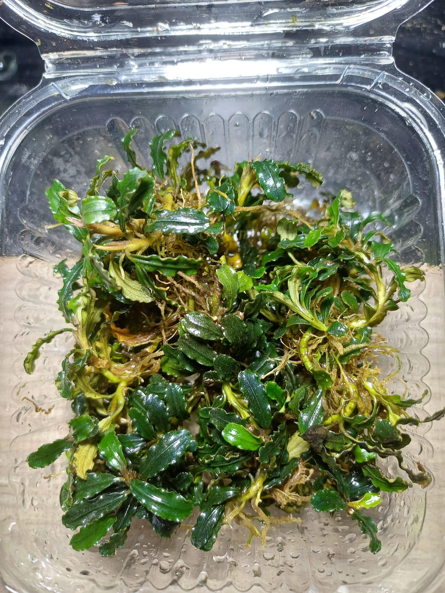 Bucephalandra Mini Kayu Lapis Porsiyonb21