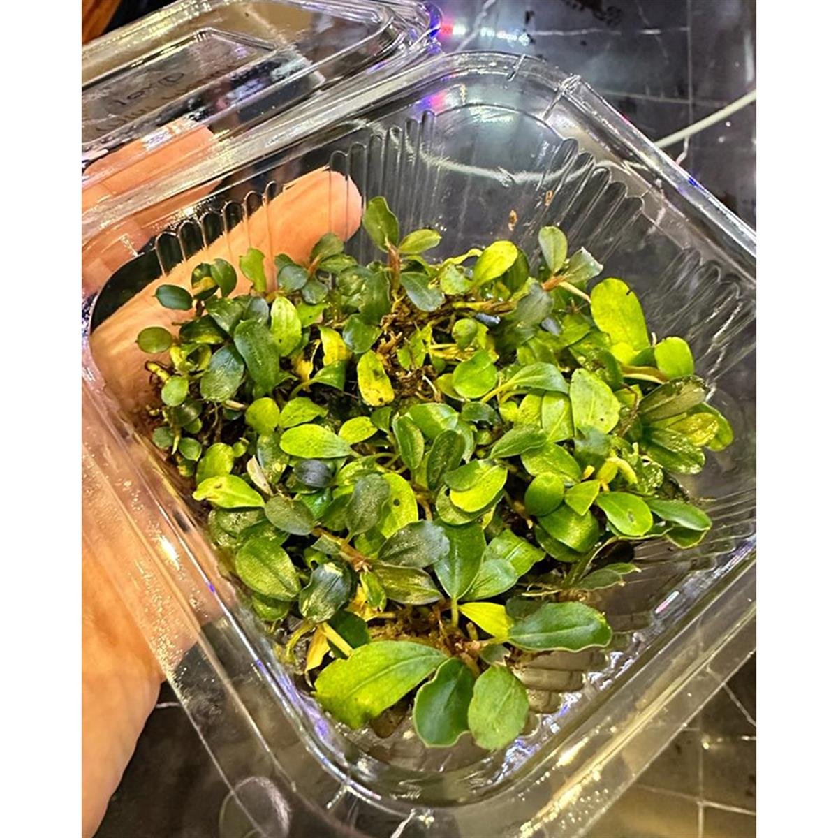 Bucephalandra Mini MelawiMini-Melawi