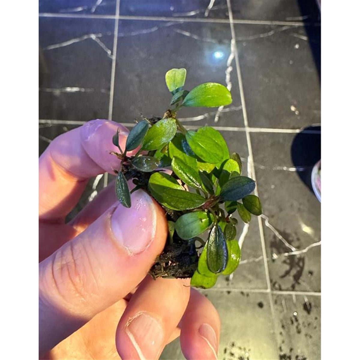 Bucephalandra Mini VenusMini-Venus