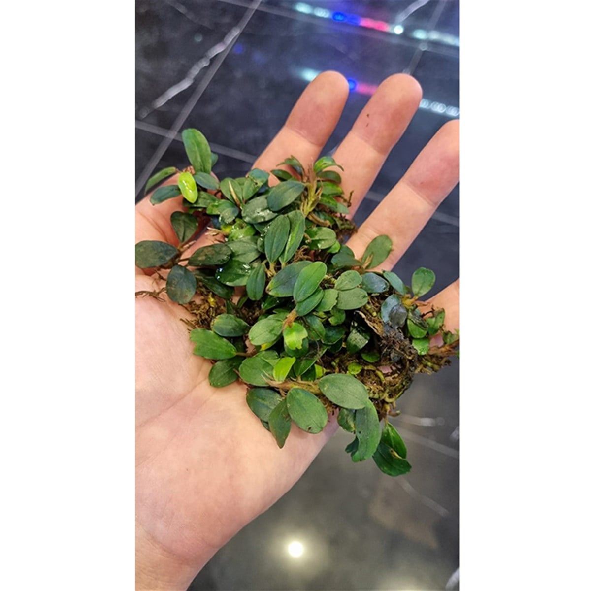 Bucephalandra Mini VenusMini-Venus