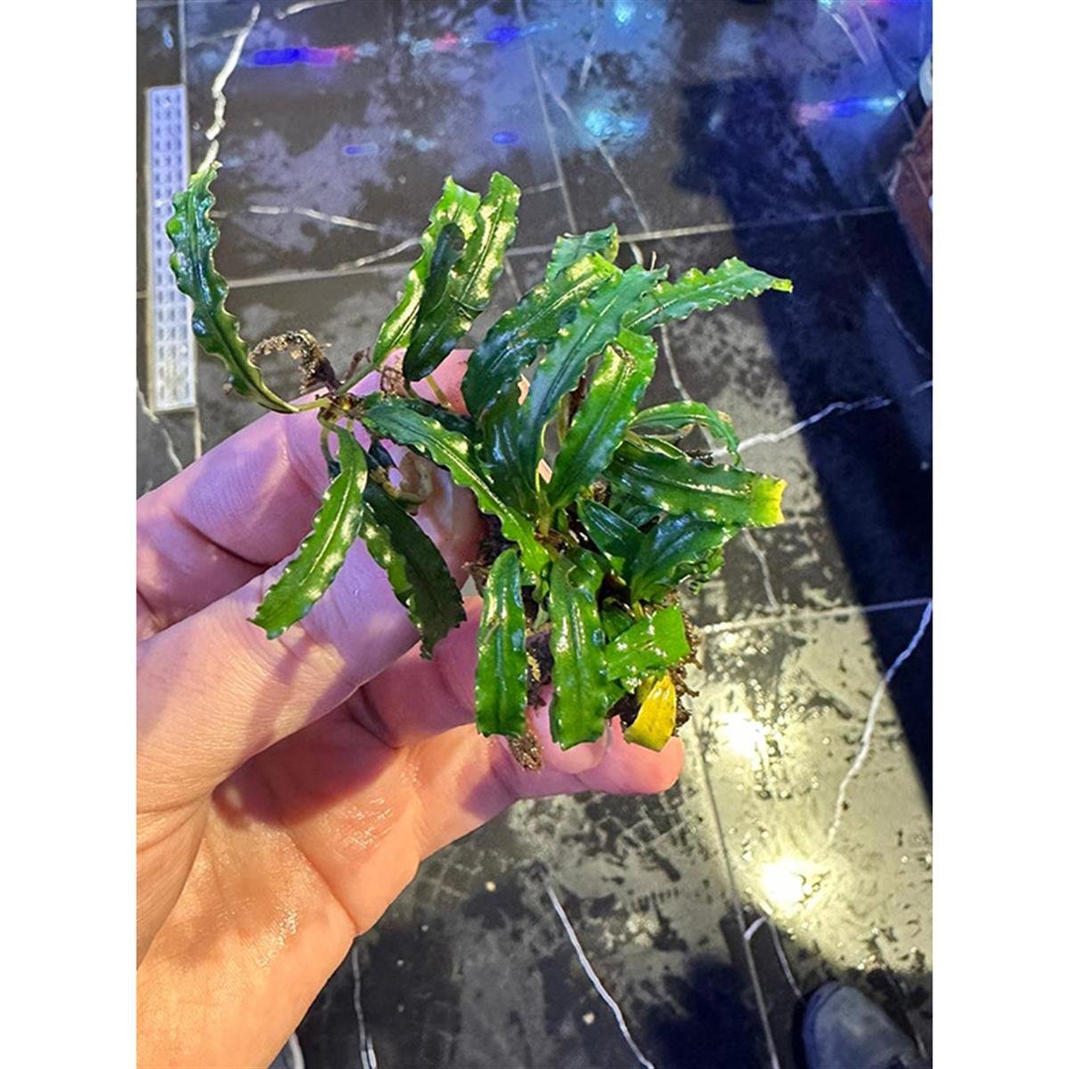 Bucephalandra Needle LeafNeedle-Leaf