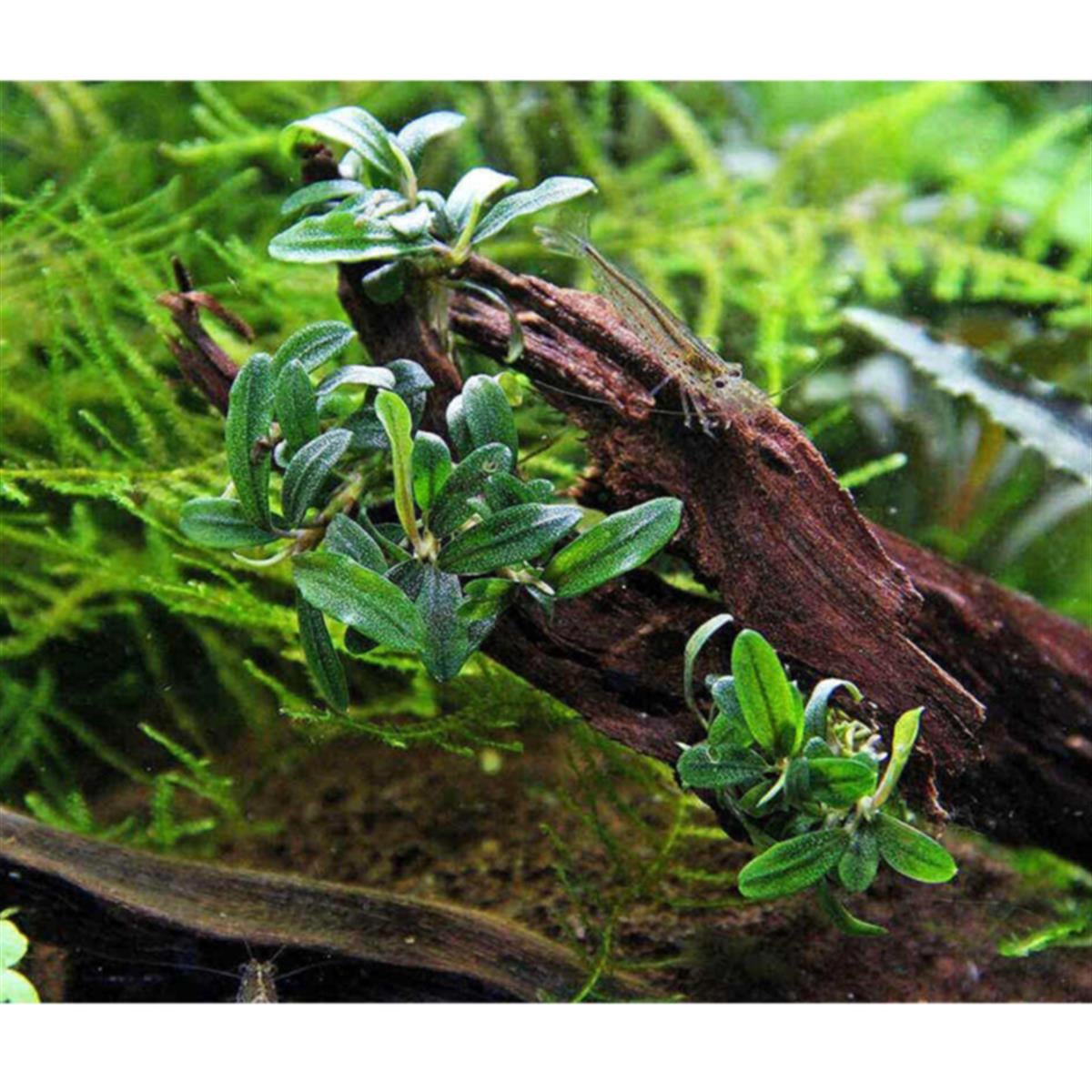 Bucephalandra Needle LeafNeedle-Leaf