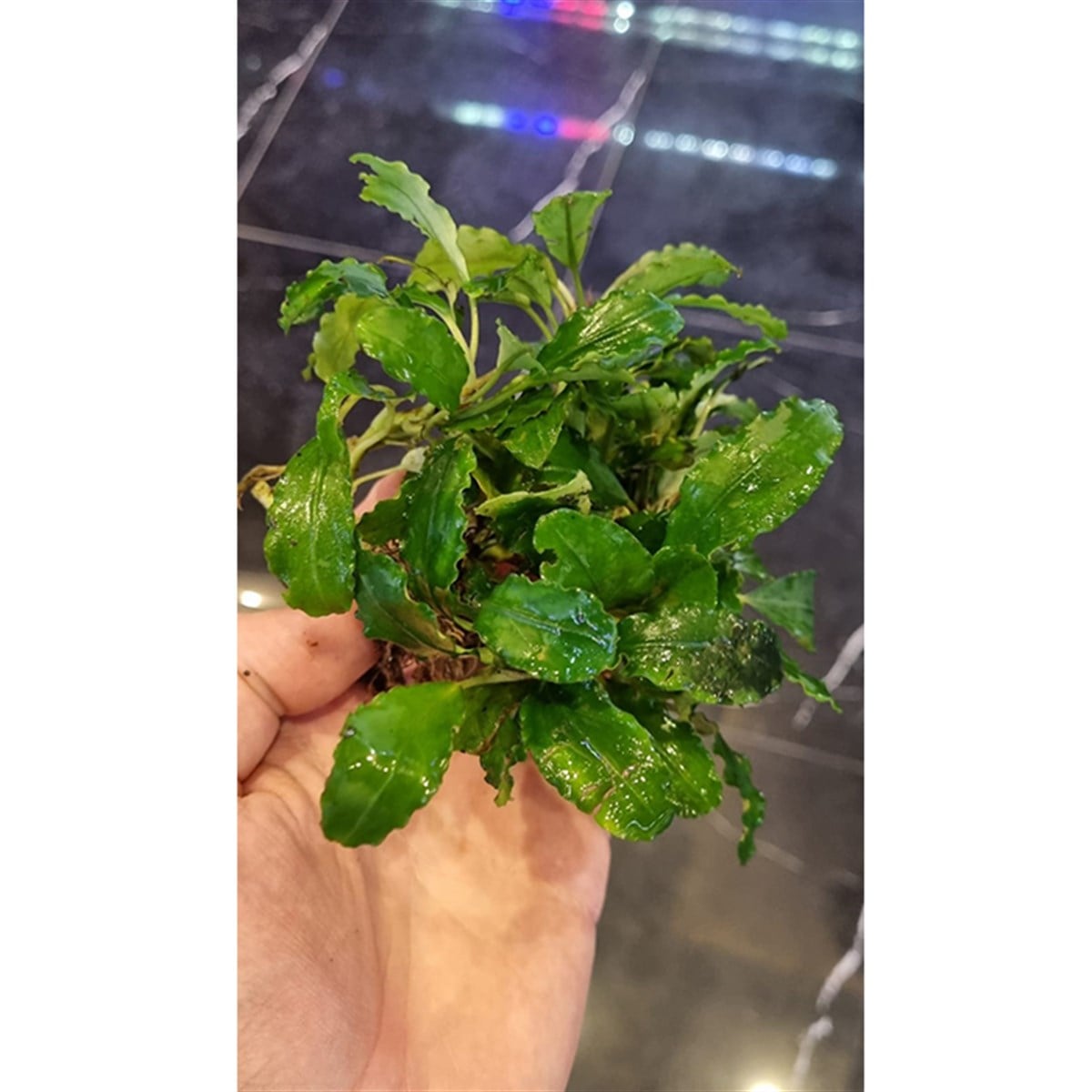 Bucephalandra PeacocockPeacocock
