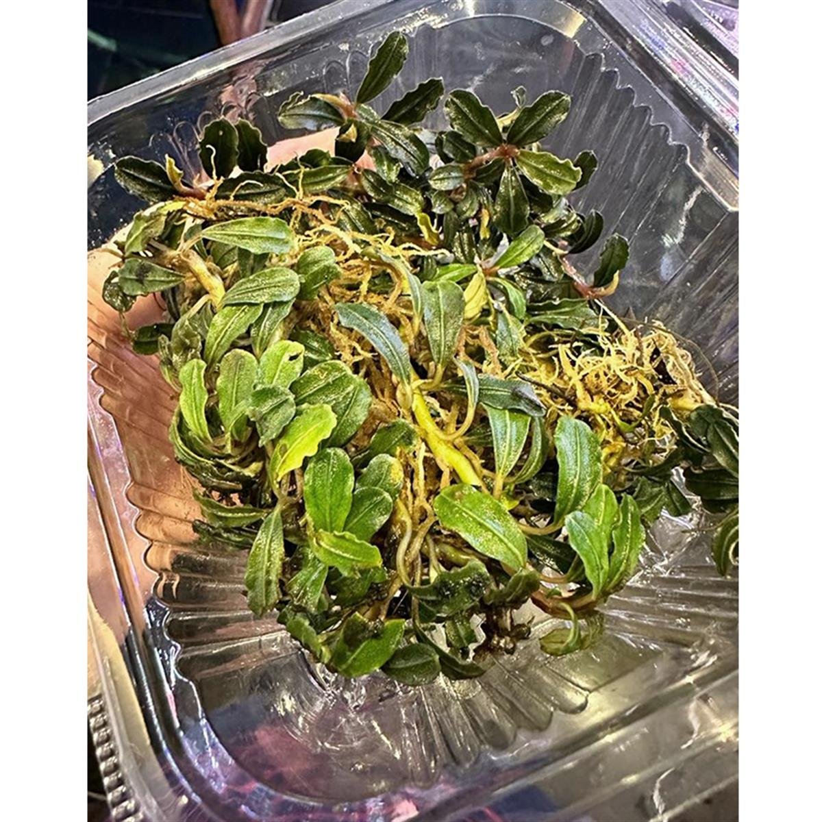 Bucephalandra PhantomPhantom