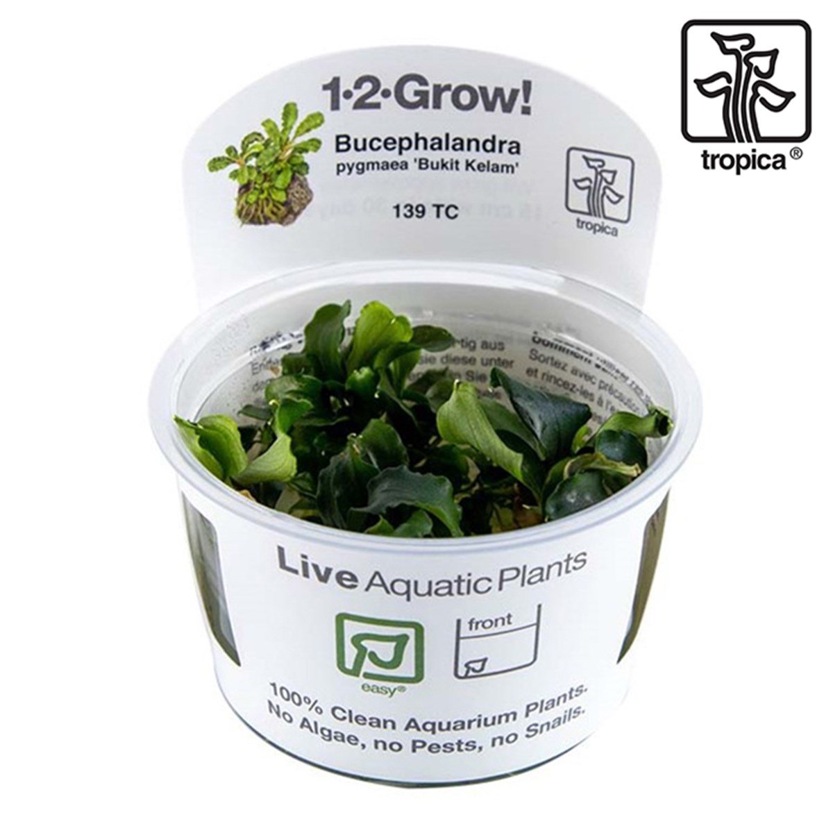 Bucephalandra pygmaea 'Bukit Kelam' (In Vitro)139TC